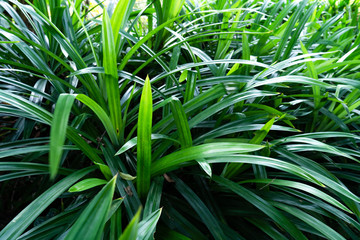 The natural texture of seamless floral pattern Pandan with young spring leaves of the plant on sunny spring day.