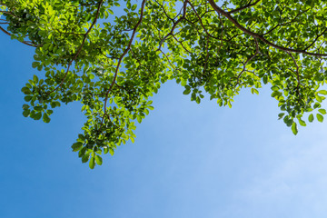 Trees in green forest landsblue summer sky with white fluffy clouds blue sky.