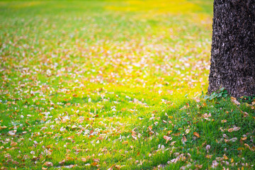 Beautiful grass summer natural landscape with natural light sunset of the sun with dramatic yellow and orange sky. Outdoor travel on wild nature. Relax zone with fresh air and water.