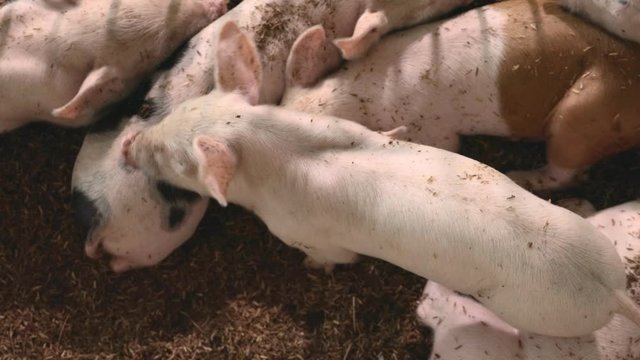 Cute newborn piglet in organic rural farm agricultural. Livestock industry concept.