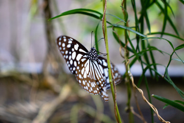 newly emerged butterfly hanging on a branch