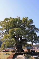 川古の大楠（武雄市）
