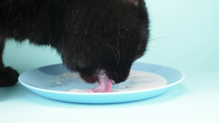 black cat lapping cream from a saucer on a blue background. closeup