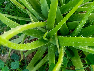 aloe vera plant
