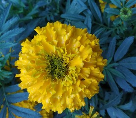 yellow flowers in garden