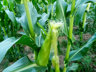 Corn in fields 