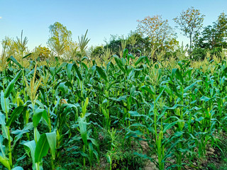 field of corn