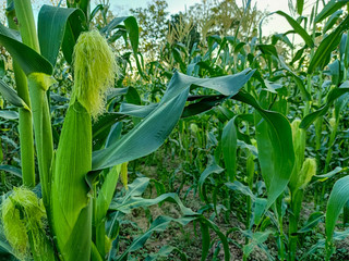 corn in field