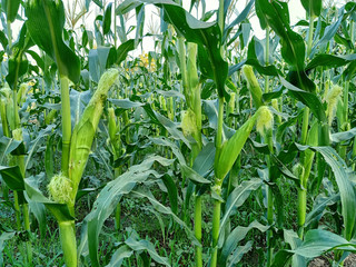 corn in the field