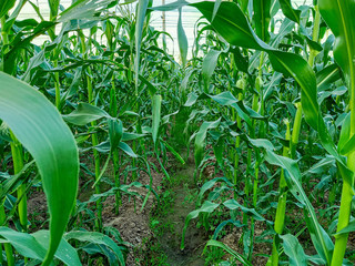 corn in the field