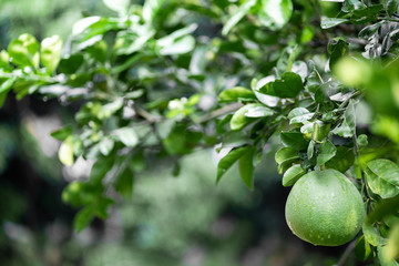 Grapefruit from the tree in the garden with natural light sunset of the sun with dramatic blue and orange sky.