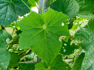 green leaves with drops of water