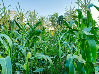 corn in the field