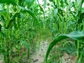 young plants in the garden