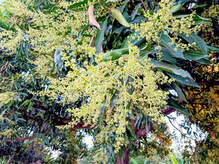 flowers in the garden