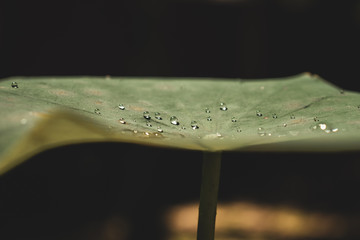 water droplets on a lotus leaf side view 