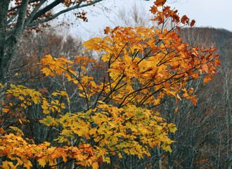 Autumn scenery of Aomori, Japan