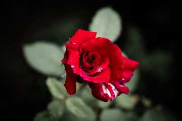 Fototapeta premium Red rose dew water droplets on petals top view