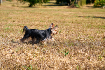 Yorkshire terrier