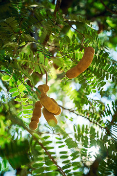 the tamerind tree with the sun light