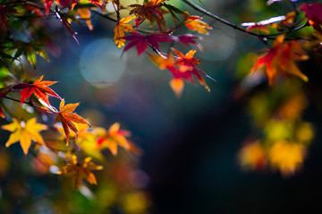 The natural texture of colorful maple leaves or Momijigari in autumn at Japan. Light sunset of the sun with dramatic yellow and orange sky. Image depth of field.