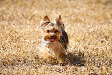 Yorkshire terrier