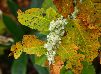 Autumn scenery of Aomori, Japan