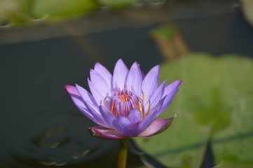 lotus in pond