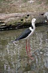 the black winged stilt is walking in water