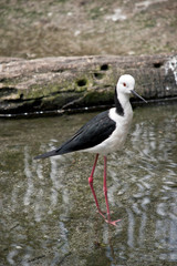 the black winged stilt is walking in water