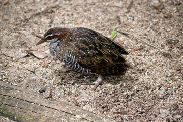 this is a side view of a buff banded rail
