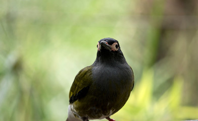 this is a close up of a figbird
