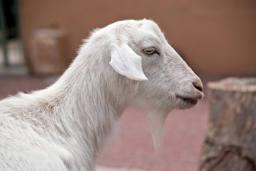 Fototapeta premium this is a close up of a white goat