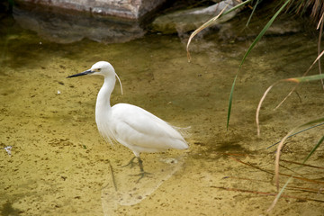 this is a side view of a little egret
