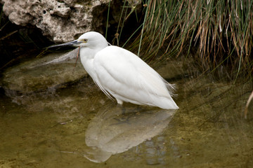 this is a side view of a little egret