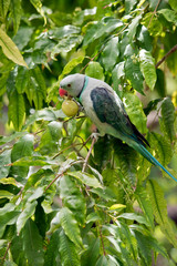 the malabar pigeon is eating a grape