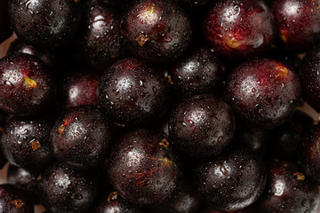 Fruit Detail. Jaboticaba or Jabuticaba is the native Brazilian grape tree. Species Plinia Cauliflora. Brazilian Berry.