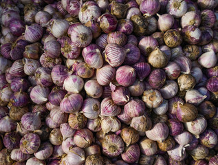 Fresh garlic on market table
