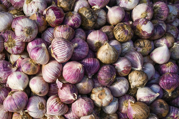 Fresh garlic on market table