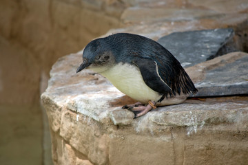 the fairy penguin is walking down a step
