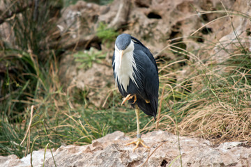 the pied heron is standing on one leg