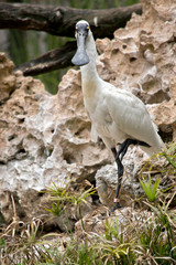 the royal spoonbill is resting on one leg