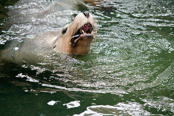 the sealion is eating a fish