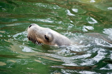 this is a close up of a sea lion