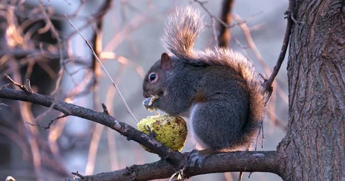 squirrel eating hedge apple