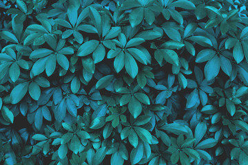 closeup nature view of green leaf in garden, dark wallpaper concept, nature background, tropical leaf