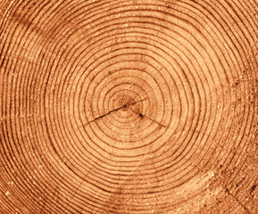 Naklejka premium rings aged of a tree