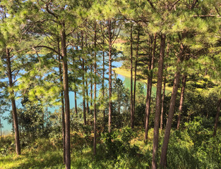 Fototapeta premium Pine tree forest at summer day in Dalat, Vietnam.