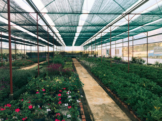 Greenhouse with different colorful flowers