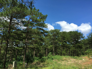 Pine tree forest at summer day in Dalat, Vietnam.